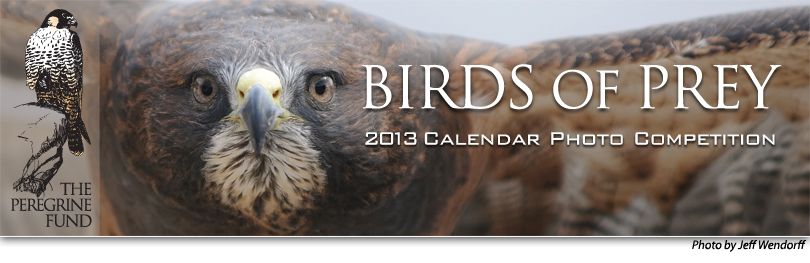 Birds of Prey 2013 Calendar Photo Competition