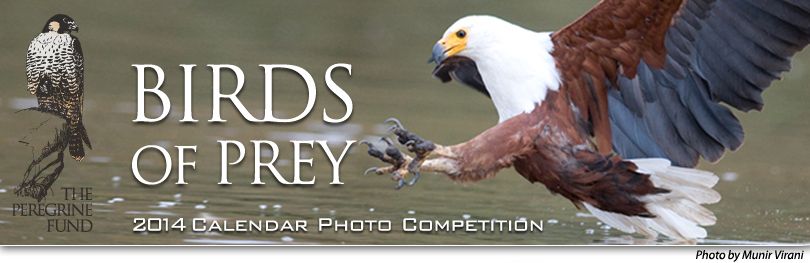 Birds of Prey 2014 Calendar Competition