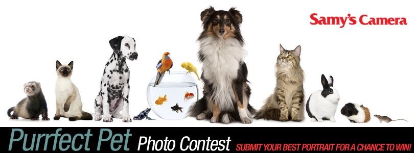 Purrfect Pet Photo Contest