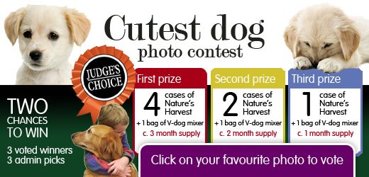 Cutest Dog Photo Contest