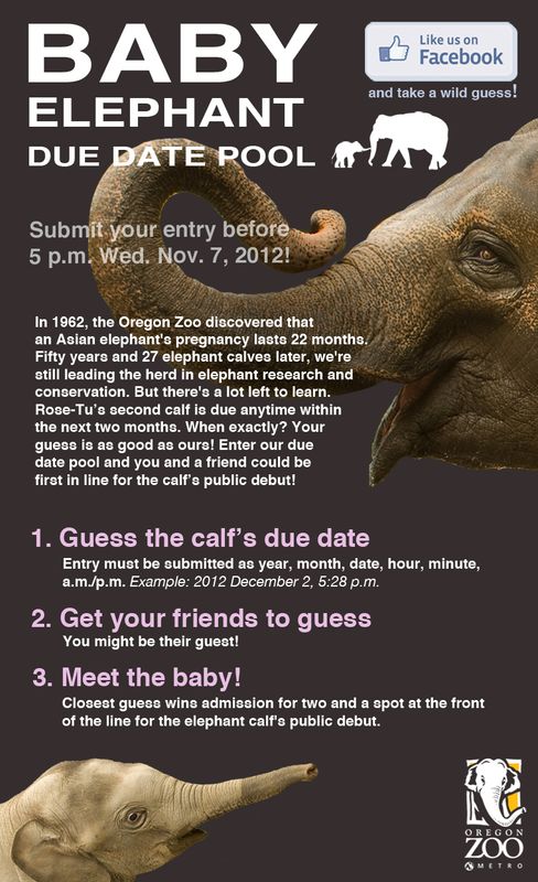 Baby elephant due date pool