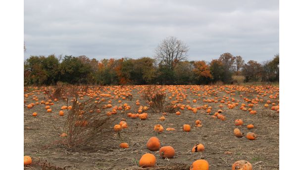 Pumpkin Field