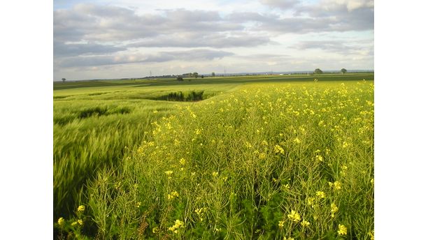 German fields