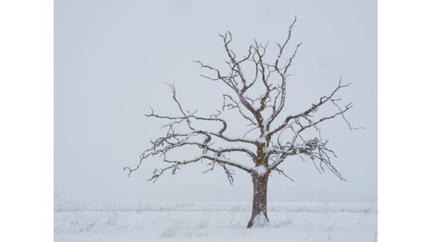 Desolate Landscaped