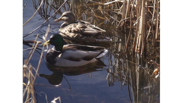 Mallards at Buttertubs Marsh