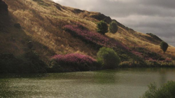 Edinburgh, Scotland ... heather