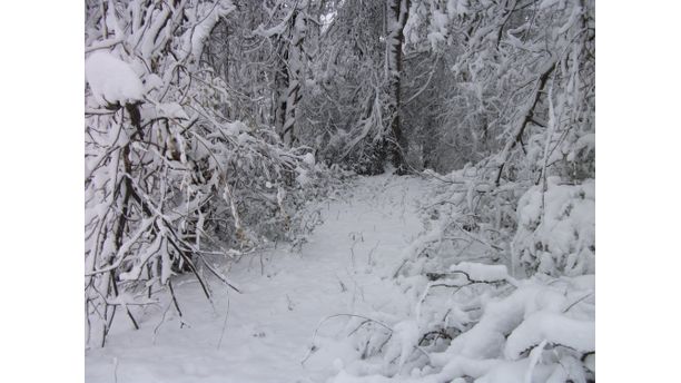 snowy path