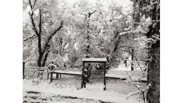 Snowy Day In California