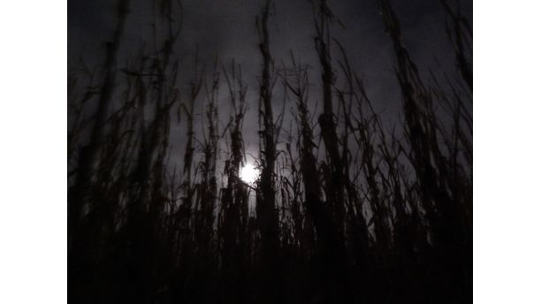 Cornfield in the moonlight