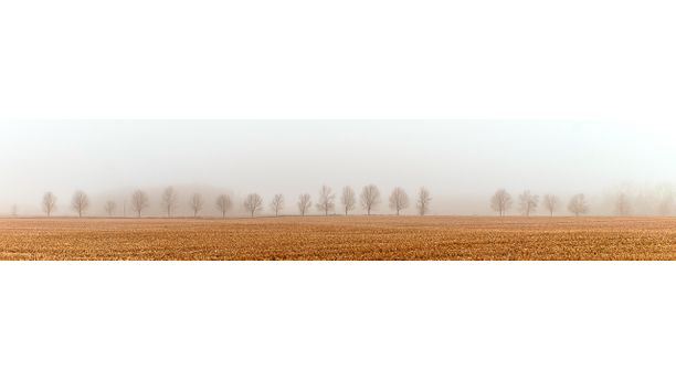 Trees In The Mist