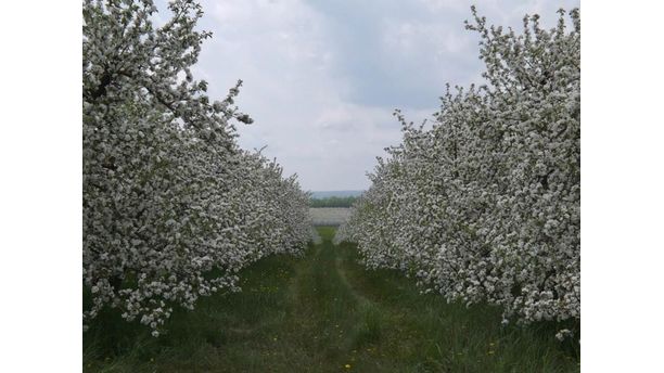 Apple Blossom Time