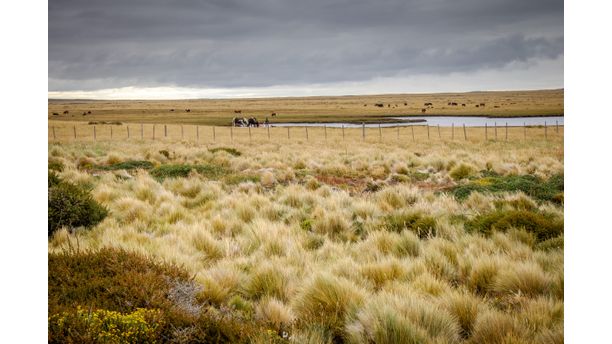 Falkland Island Ranch