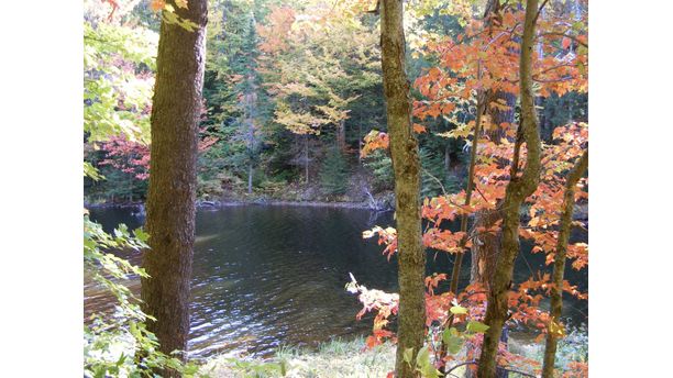 An Autumn walk.