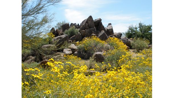 Desert Spring Rebirth