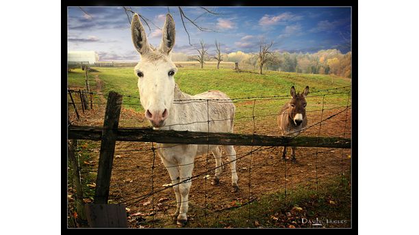 Pet Donkeys , Solina ON CA