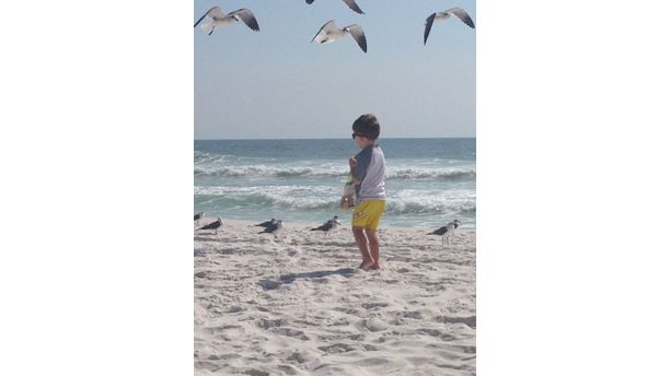 Seagulls on the Gulf