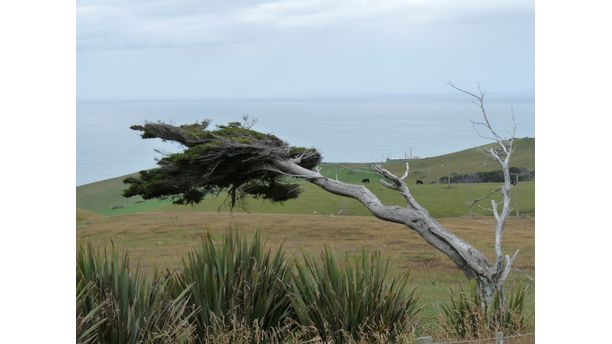 Wind blown Tree