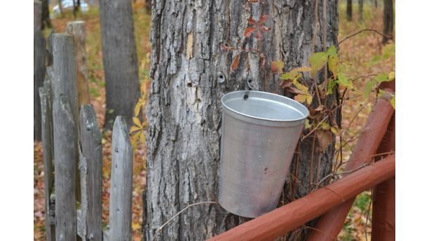 Collecting maple syrup