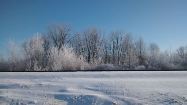 Frozen forest