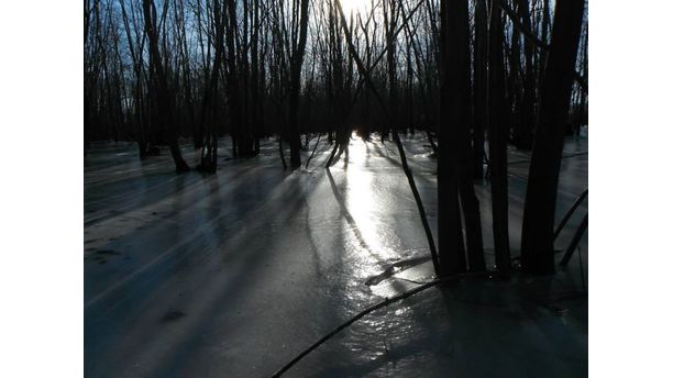 Ice forest