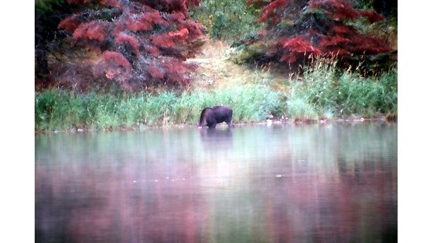 Moose eating breakfast