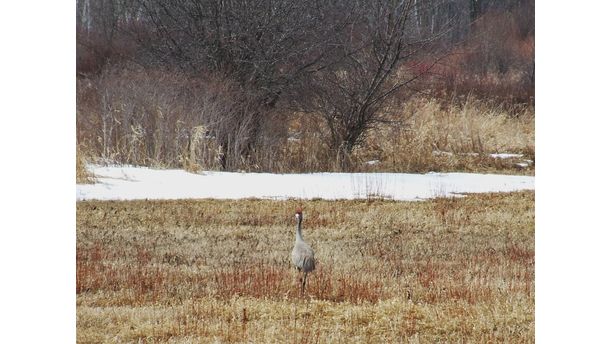 sandhills crane