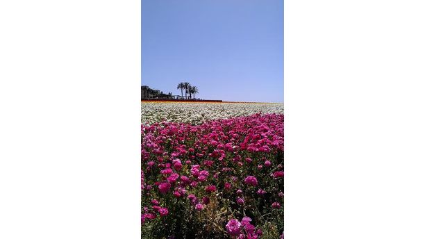 Field of Flowers