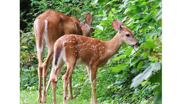 Mother and Child