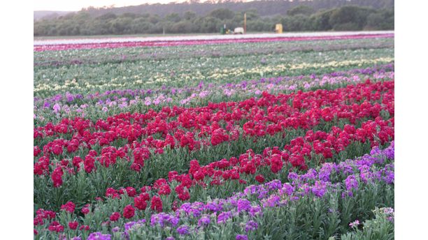 Flower Fields 