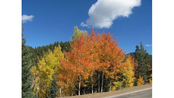 Colorado Aspen