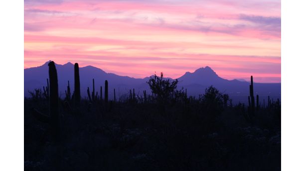 Sunset Over a Saguaro Forest