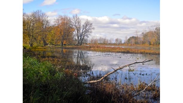 Fall at Petrie Island