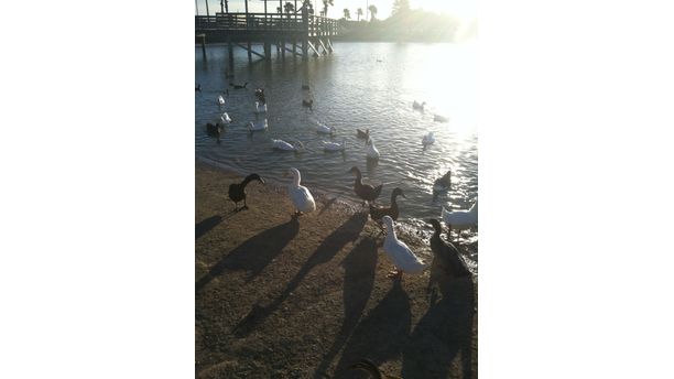 Ducks in the Sunset