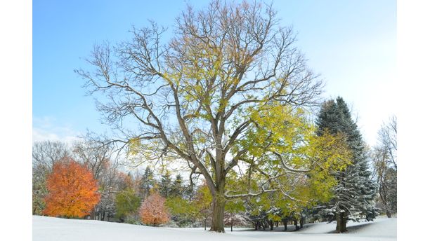 Autumn Snow