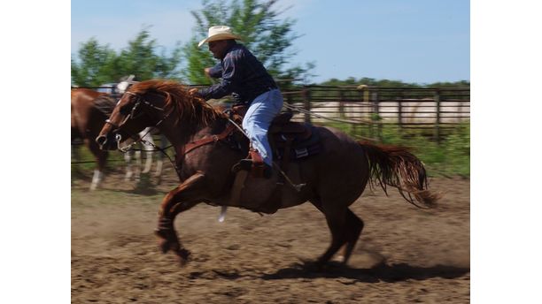 Roping on a Red Roan