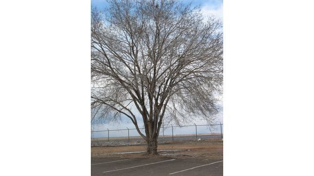 Lone tree in Santa Fe