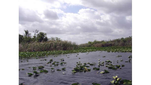 Florida Everglades