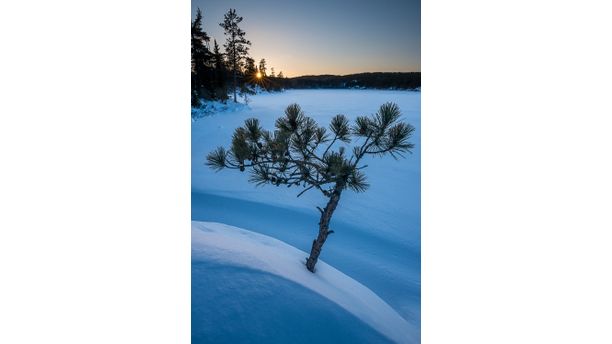 Lone Pine at Sunset in the BWCA