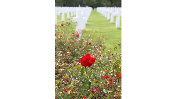 Japanese Tea Roses at Colleville-sur-Mer