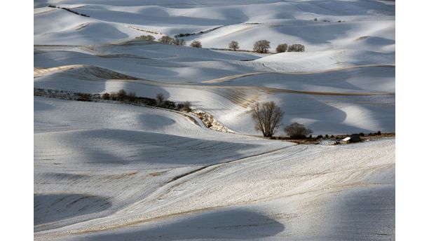 Wheat Land In Winter