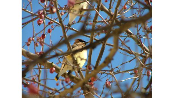 Wax Wings Enjoying the sunshine.........