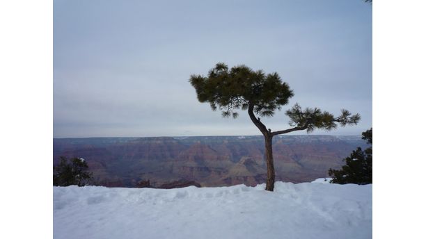 Lonesome Pine