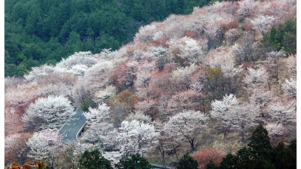 Road to Sakura Heaven