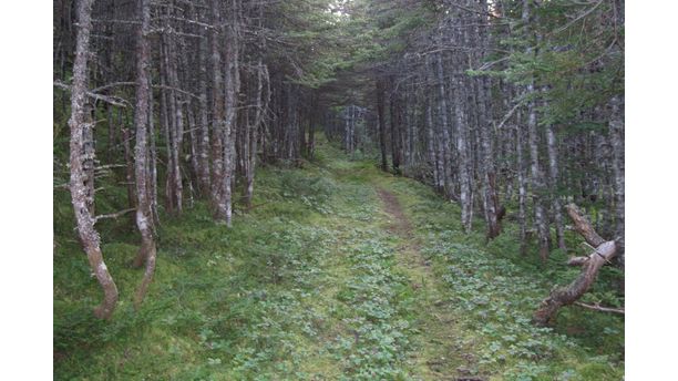 Forgotten Forest Path