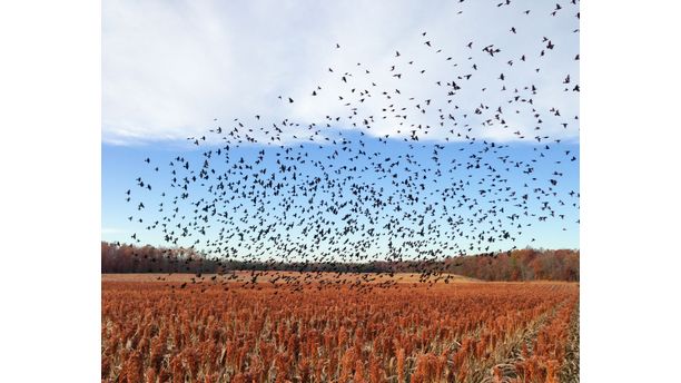 Birds at Malvern Hill Battlefield