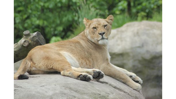 On sarfari at the Portland Zoo