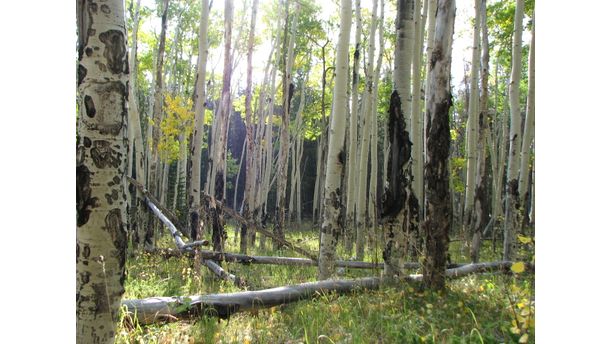 Rockey Mountain National Park