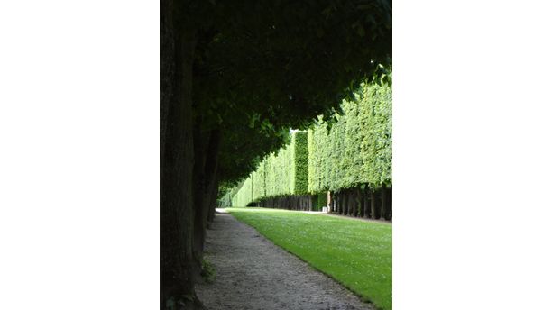 Landscaped Trees in Paris