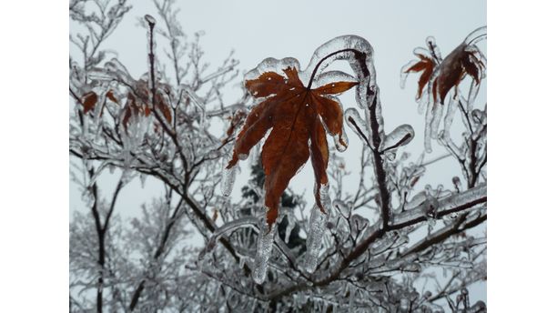 Canadian Ice