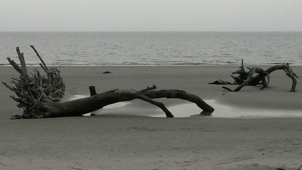 driftwood